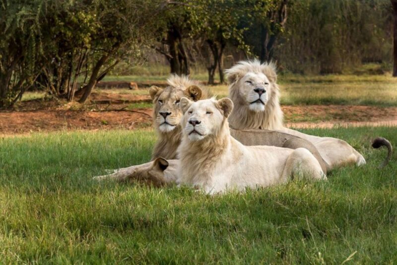 Lion Park Tour in Open Safari Vehicle - The Sum Up