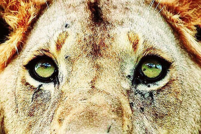 Lion safari park tour(Half-day) - Key Points