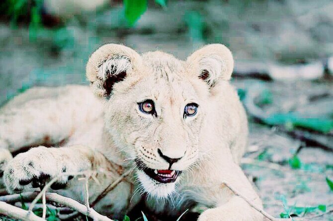 Lion safari park tour(Half-day) - An In-Depth Look at the Tour Itinerary