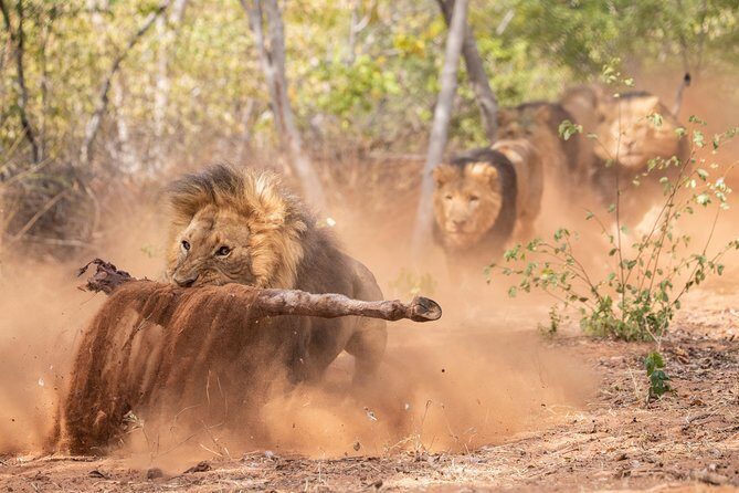 Lion & Wildlife Sanctuary Excursion Victoria Falls - Authentic Experiences in a Conservation Setting