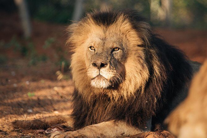 Lion & Wildlife Sanctuary Excursion Victoria Falls - Who Should Consider This Tour?