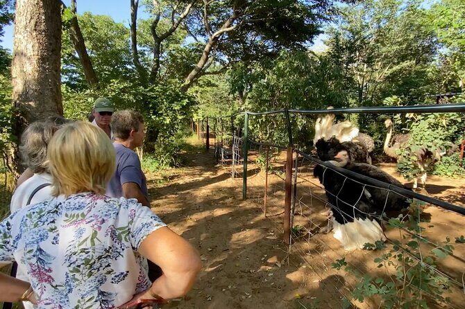 Lion & Wildlife Sanctuary Excursion Victoria Falls - FAQ