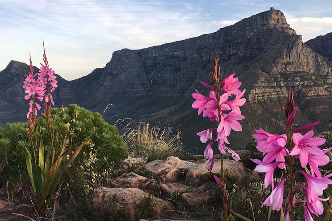 Lion's Head Sunset Hike in Cape Town - Experience Overview
