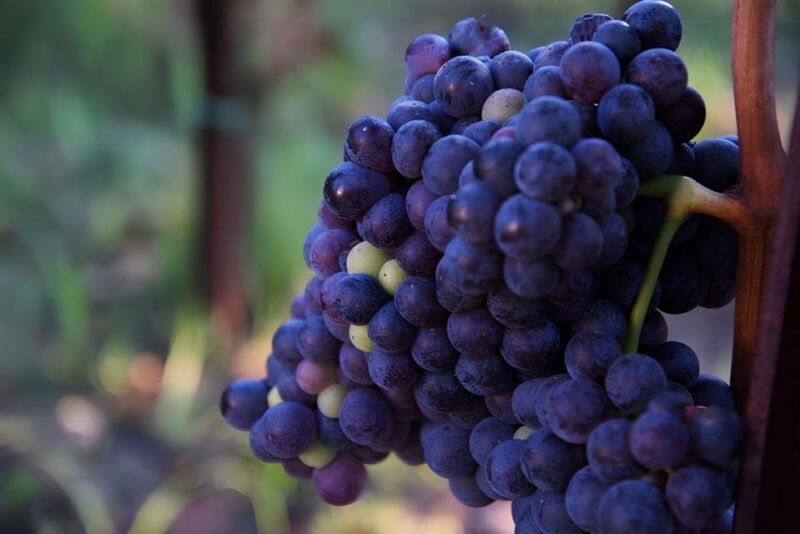 lipari-winery-guided-tour-and-wine-tasting
