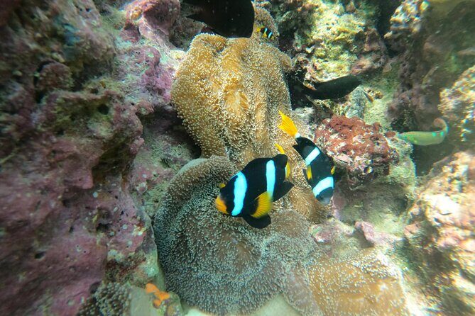 Lipe 8 Island Hopping and Snorkeling Shared Experience - Final Thoughts