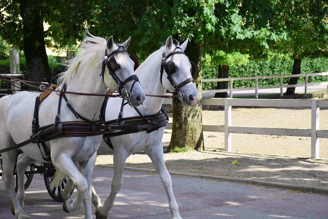 lipica-stud-farm-and-skocjan-caves-from-koper