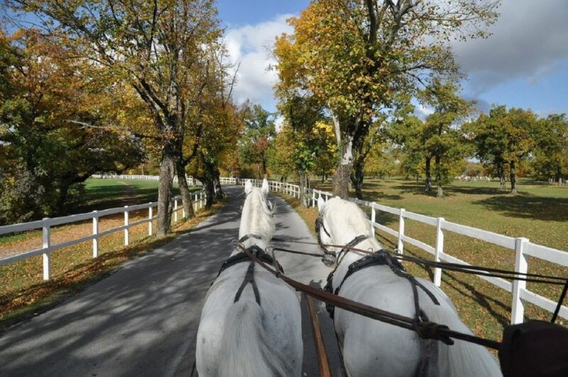 lipica-stud-farm-and-skocjan-caves-from-trieste