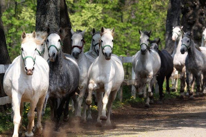 lipica-stud-farm-skocjan-caves-small-group-tour-from-trieste