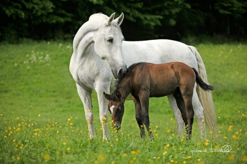 Lipizzaner Stud Piber: Independent Visit - Final thoughts