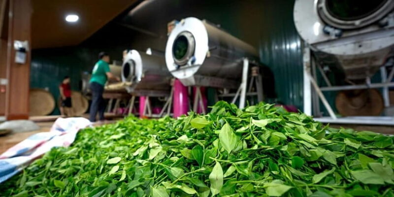 Lipton's Seat, Adisham Bungalow, Dambetenna Tea Factory Tour - Accommodation and Meals: Rest and Recharge