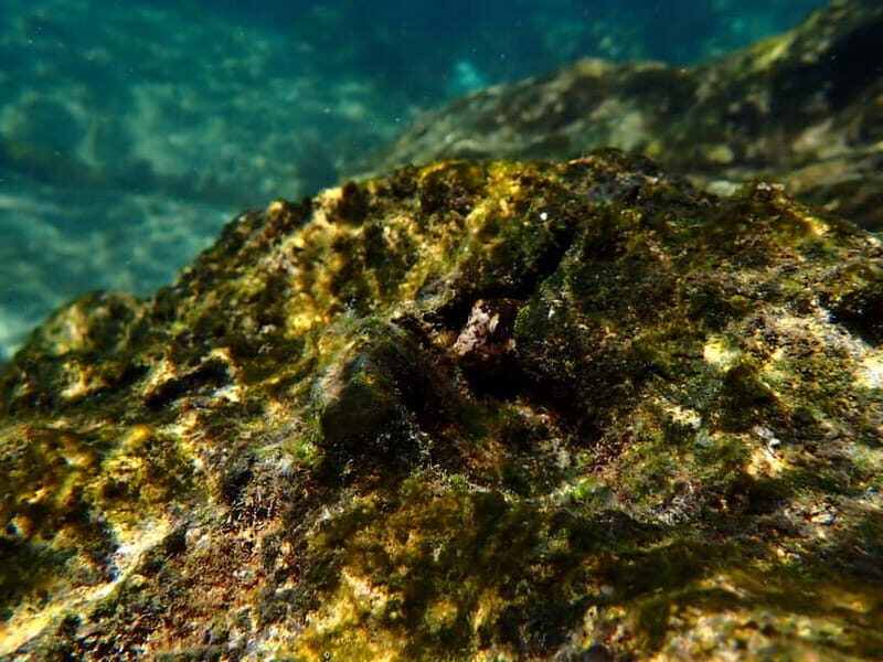 Lisboa: Kayaking & Snorkeling Tour with photos included - FAQs