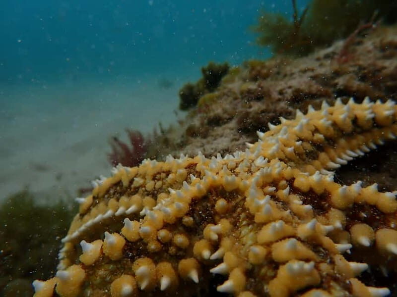 Lisboa: Kayaking & Snorkeling Tour with photos included - Final Thoughts