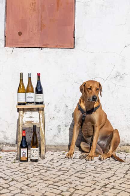 Lisbon: A journey through Portugal By the Glass - Setting the Scene: A Boutique Vineyard Near Lisbon