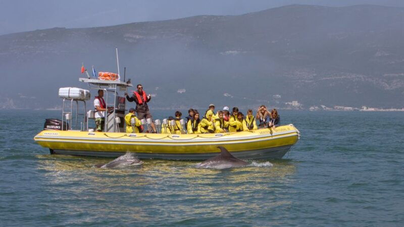 lisbon-arrabida-natural-park-dolphin-watching-boat-tour