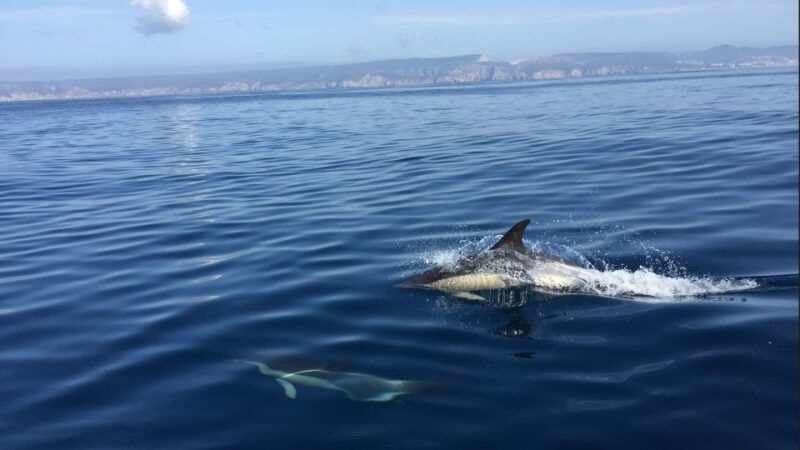 lisbon-arrabida-natural-park-dolphin-watching-boat-tour