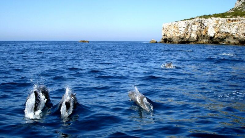 lisbon-arrabida-natural-park-dolphin-watching-boat-tour