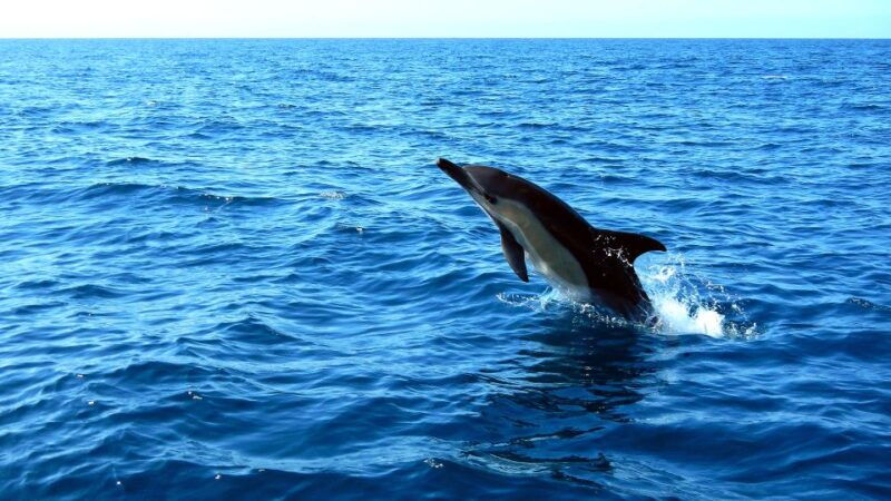 lisbon-arrabida-natural-park-dolphin-watching-boat-tour