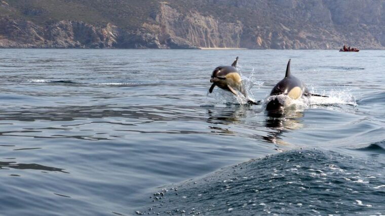 lisbon-arrabida-natural-park-dolphin-watching-boat-tour