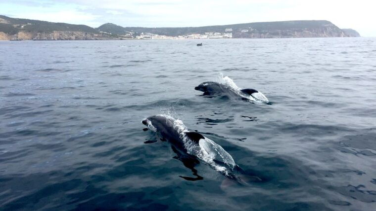 lisbon-arrabida-natural-park-dolphin-watching-boat-tour