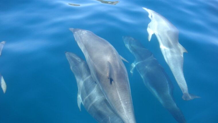 lisbon-arrabida-natural-park-dolphin-watching-boat-tour