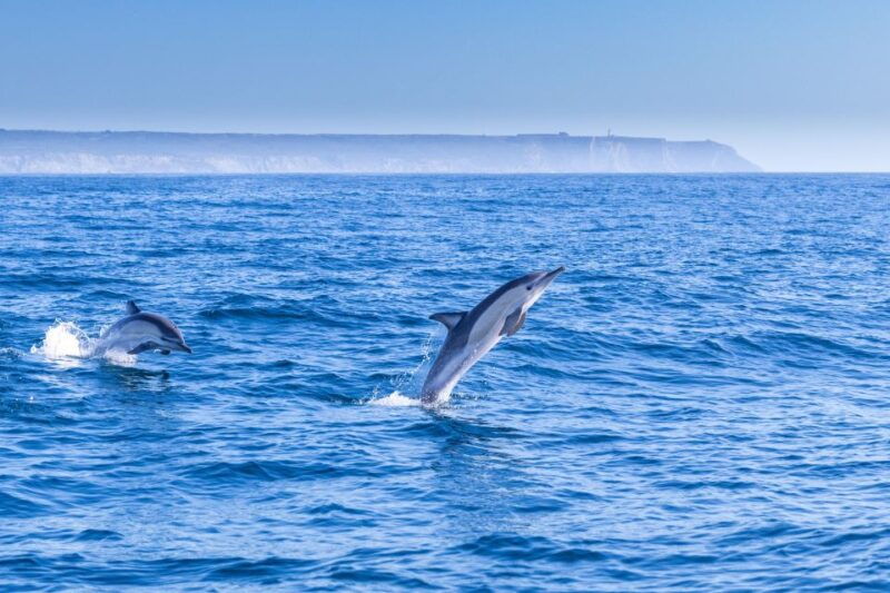 lisbon-dolphin-watching-boat-tour-with-welcome-coffee