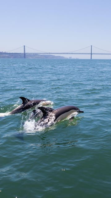 lisbon-dolphin-watching-boat-tour-with-welcome-coffee