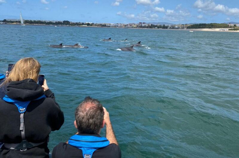 lisbon-dolphin-watching-boat-tour-with-welcome-coffee