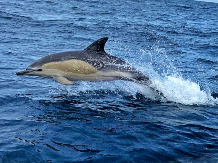 lisbon-dolphin-watching-boat-tour-with-welcome-coffee