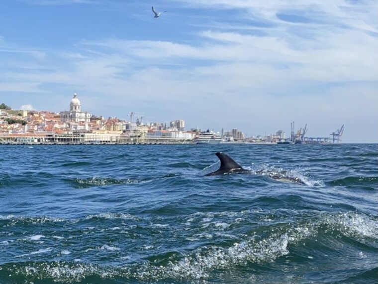 lisbon-dolphin-watching-boat-tour-with-welcome-coffee