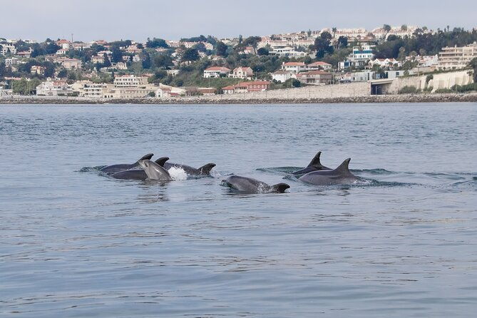 lisbon-dolphin-watching-with-a-marine-biologist-in-a-small-group