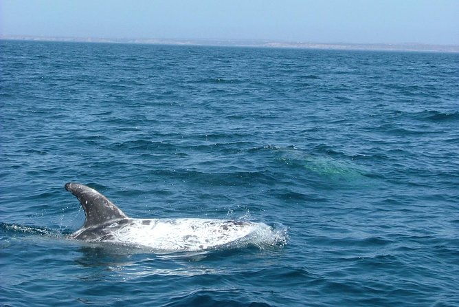lisbon-dolphin-watching-with-a-marine-biologist-in-a-small-group