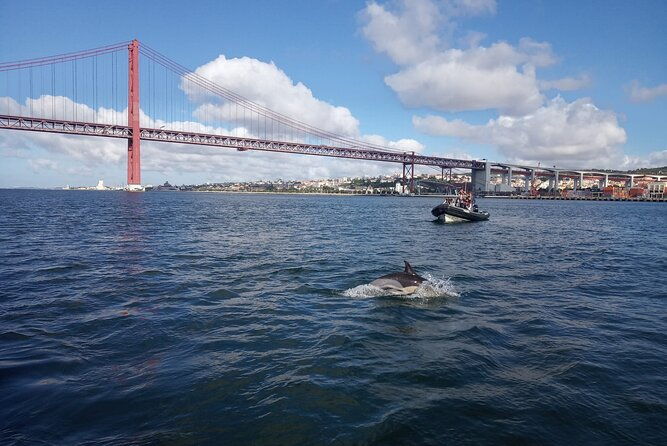 lisbon-dolphin-watching-with-a-marine-biologist-in-a-small-group