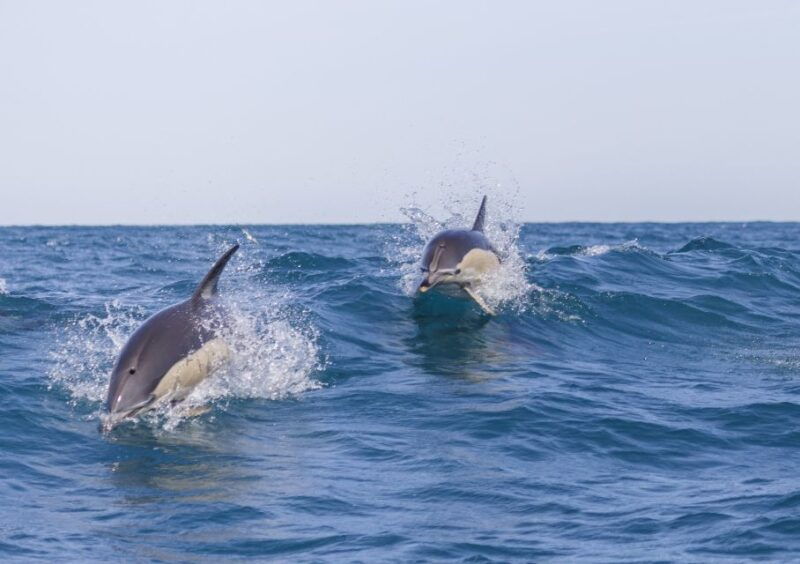 lisbon-dolphin-watching-with-marine-biologist
