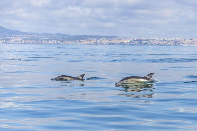 lisbon-dolphin-watching-with-marine-biologist