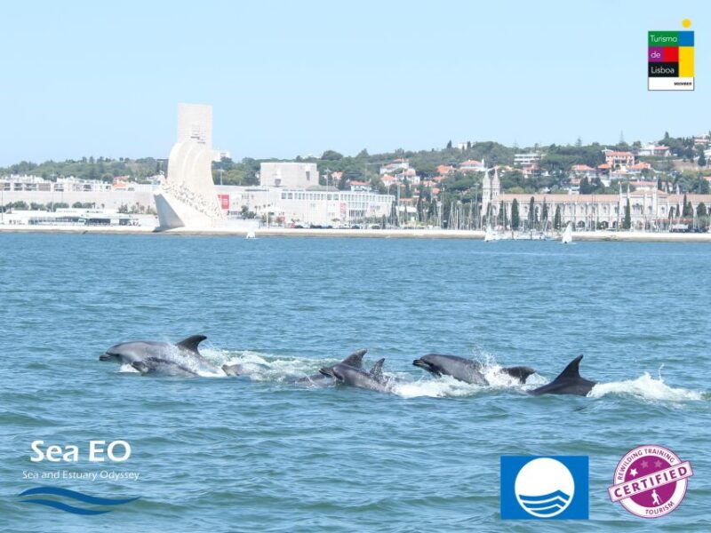 lisbon-dolphin-watching-with-marine-biologist