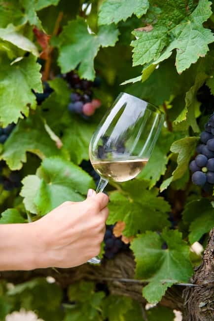 Lisbon: Full-Day Wine Tasting Tour in Setúbal ALL INCLUSIVE - FAQ