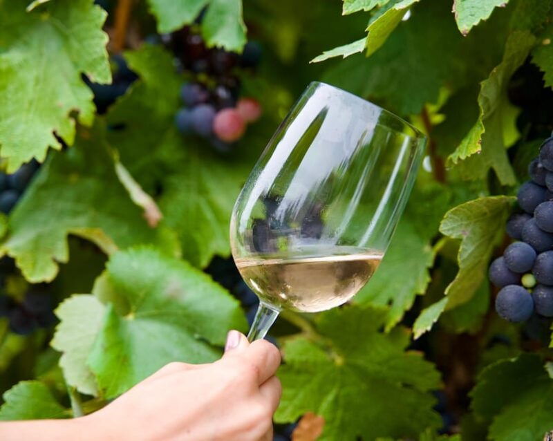 lisbon-full-day-wine-tasting-tour-in-setubal