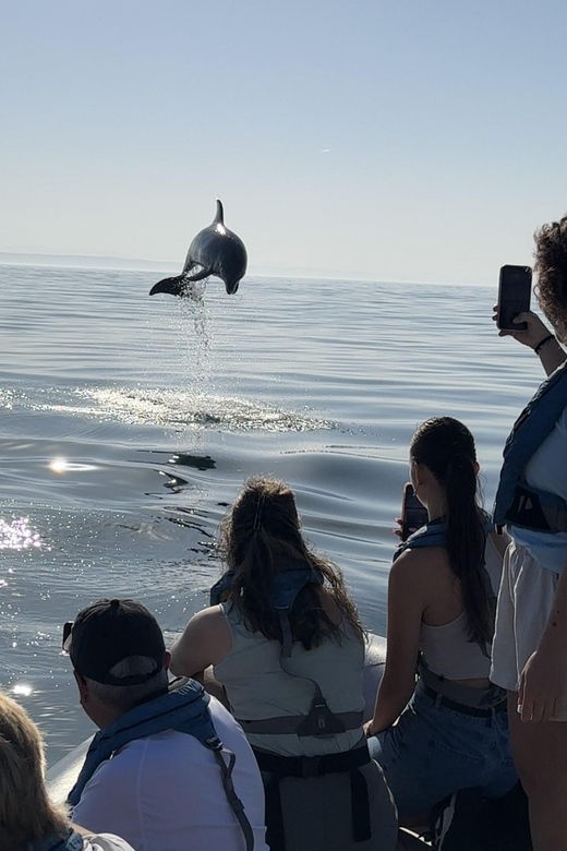 lisbon-maat-entry-ticket-dolphin-watching-boat-tour