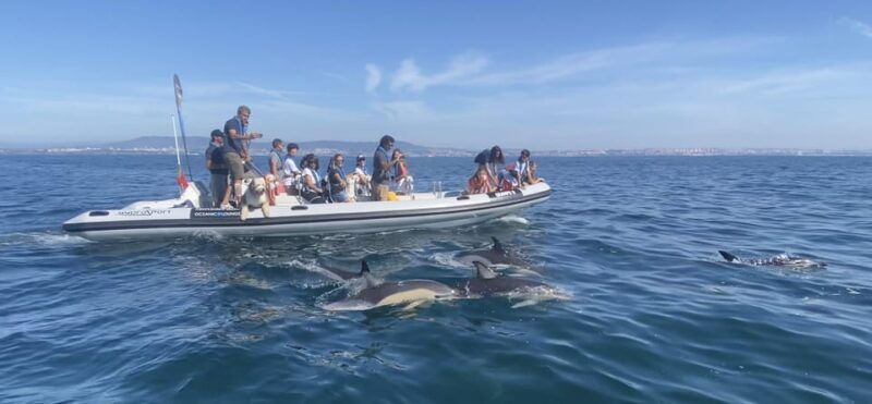 lisbon-maat-entry-ticket-dolphin-watching-boat-tour