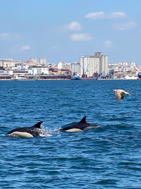 lisbon-maat-entry-ticket-dolphin-watching-boat-tour
