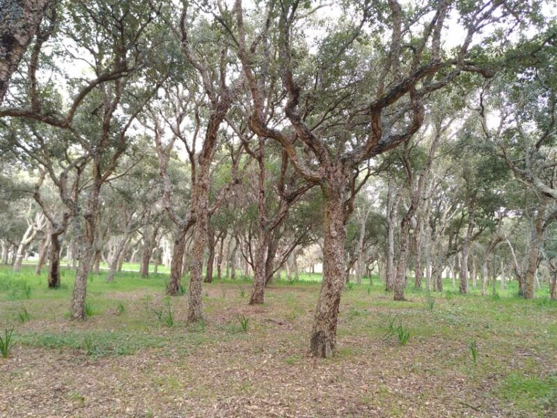 lisbon-mafra-palace-sobreiro-and-ericeira-day-trip