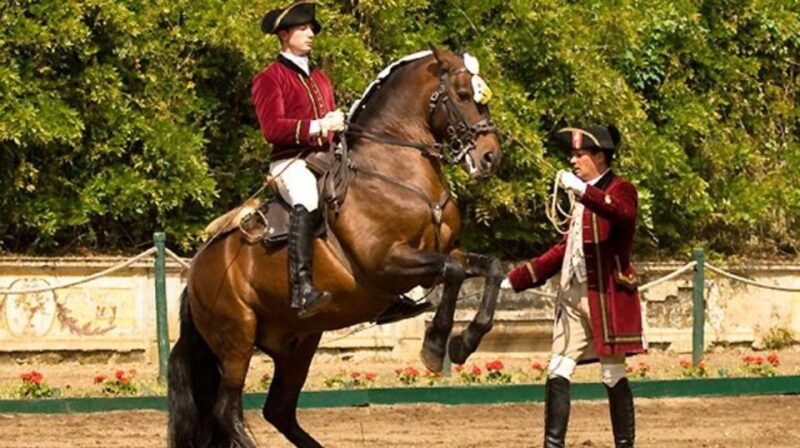 lisbon-morning-of-equestrian-art-with-lusitano-horses