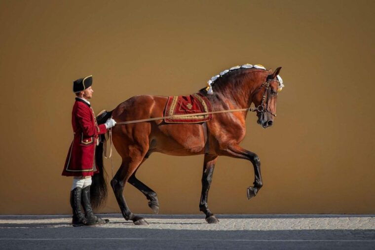 lisbon-morning-of-equestrian-art-with-lusitano-horses