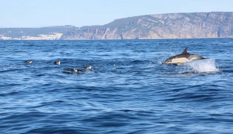 Lisbon: Ocean Safari with Marine Biologists - The Sum Up