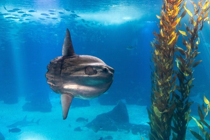 lisbon-oceanario-aquarium-entrance-ticket