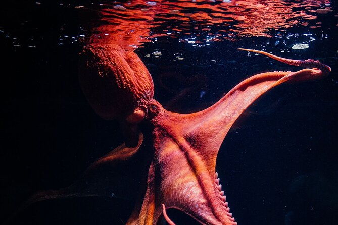 lisbon-oceanario-aquarium-entrance-ticket