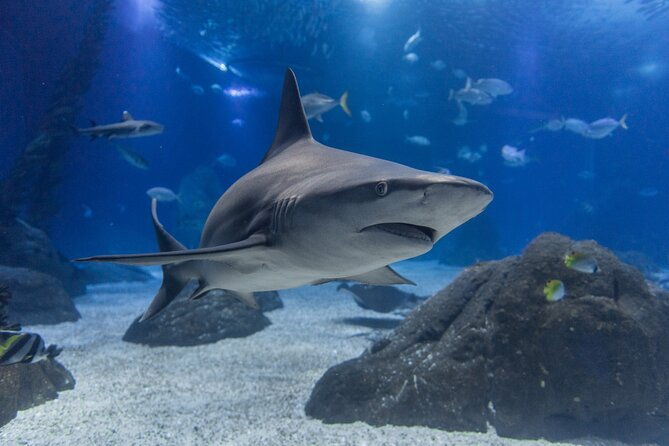 lisbon-oceanario-aquarium-entrance-ticket