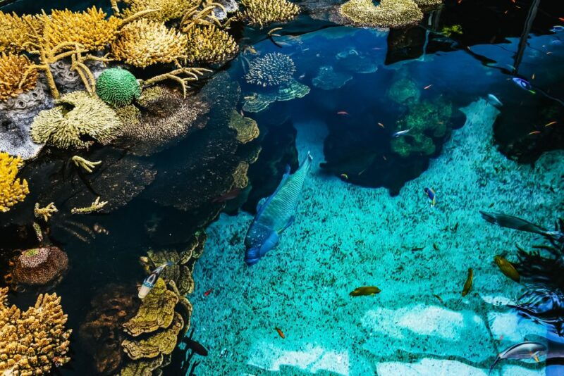 lisbon-oceanario-de-lisboa-entrance-ticket