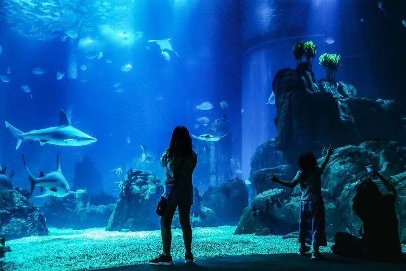 lisbon-oceanario-de-lisboa-entrance-ticket