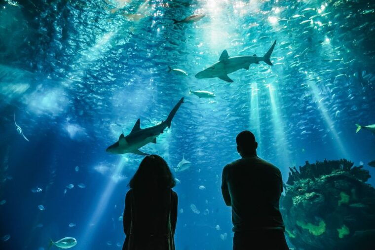 lisbon-oceanario-de-lisboa-entrance-ticket